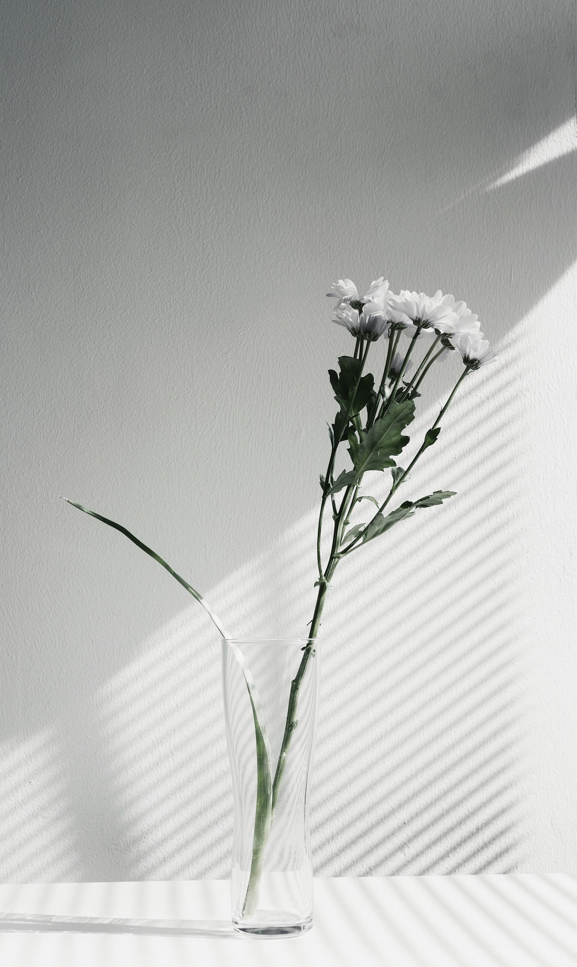 A single white flower in a glass vase against a pale wall