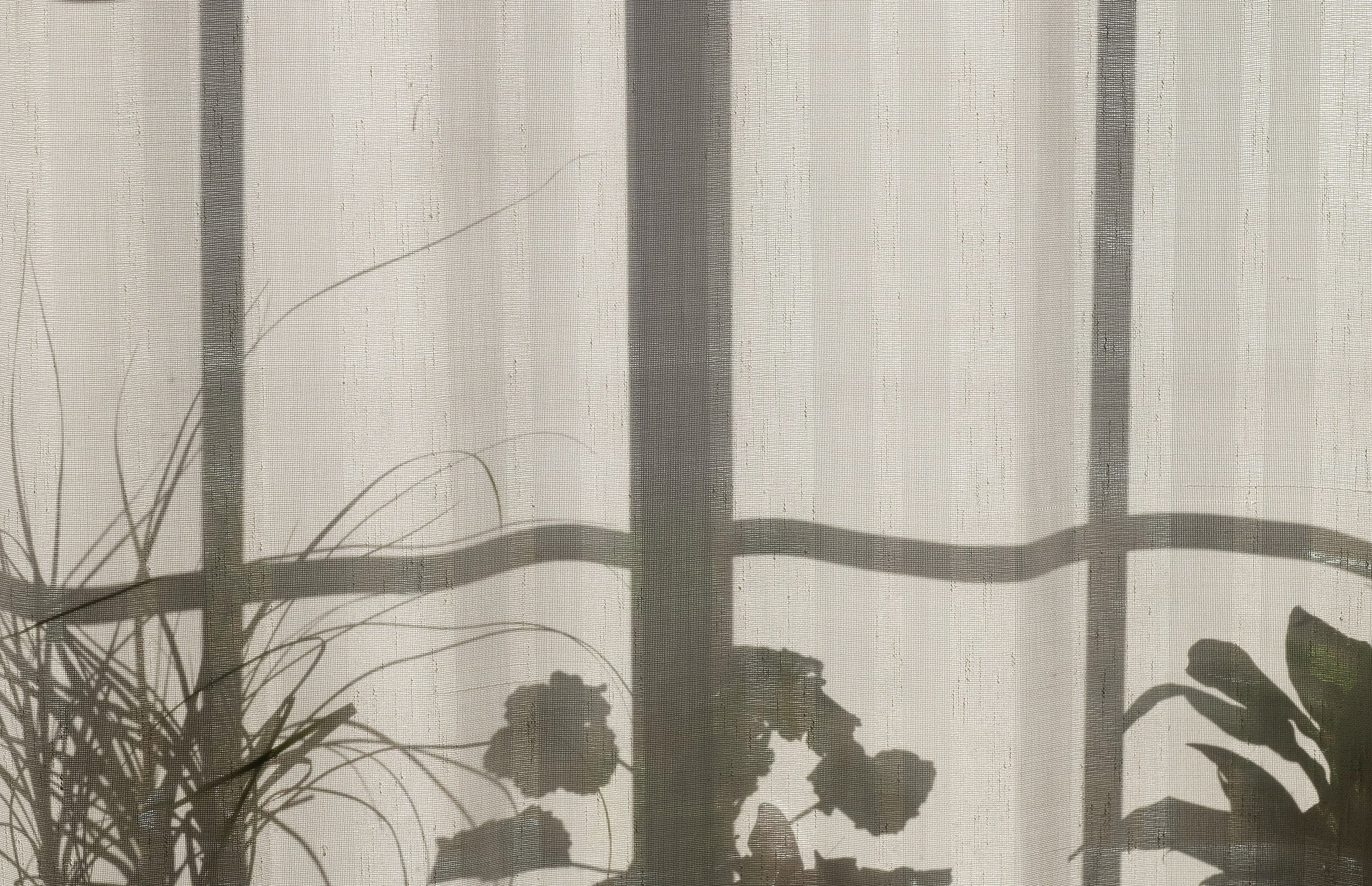 Morning light through a linen curtain, the window frame and potted plants in shadow